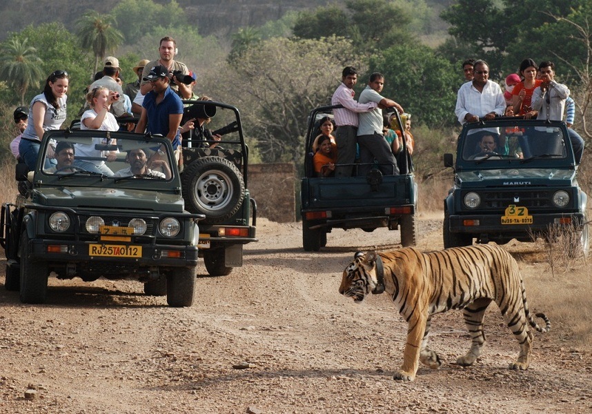 Ranthambore Tour Packages